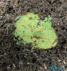 Roger's Aquatics PACMAN FROG- C. cranwelli "Albino"