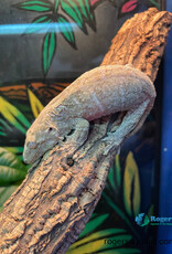 Rhacodactylus leachianus  Nuu annu x Nuu ammi - Hatched Fall 2024