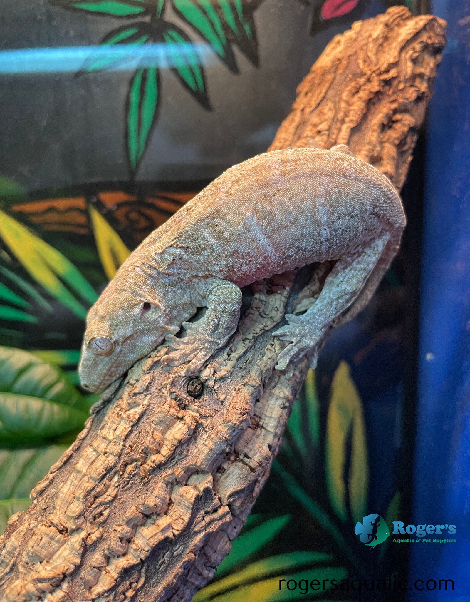 Rhacodactylus leachianus  Nu annu x Nu ammi - Hatched Fall 2024