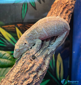 Rhacodactylus leachianus  Nuu annu x Nuu ammi - Hatched Fall 2024