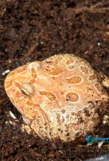 Roger's Aquatics PACMAN FROG - Ceratophrys cranwelli - Strawberry
