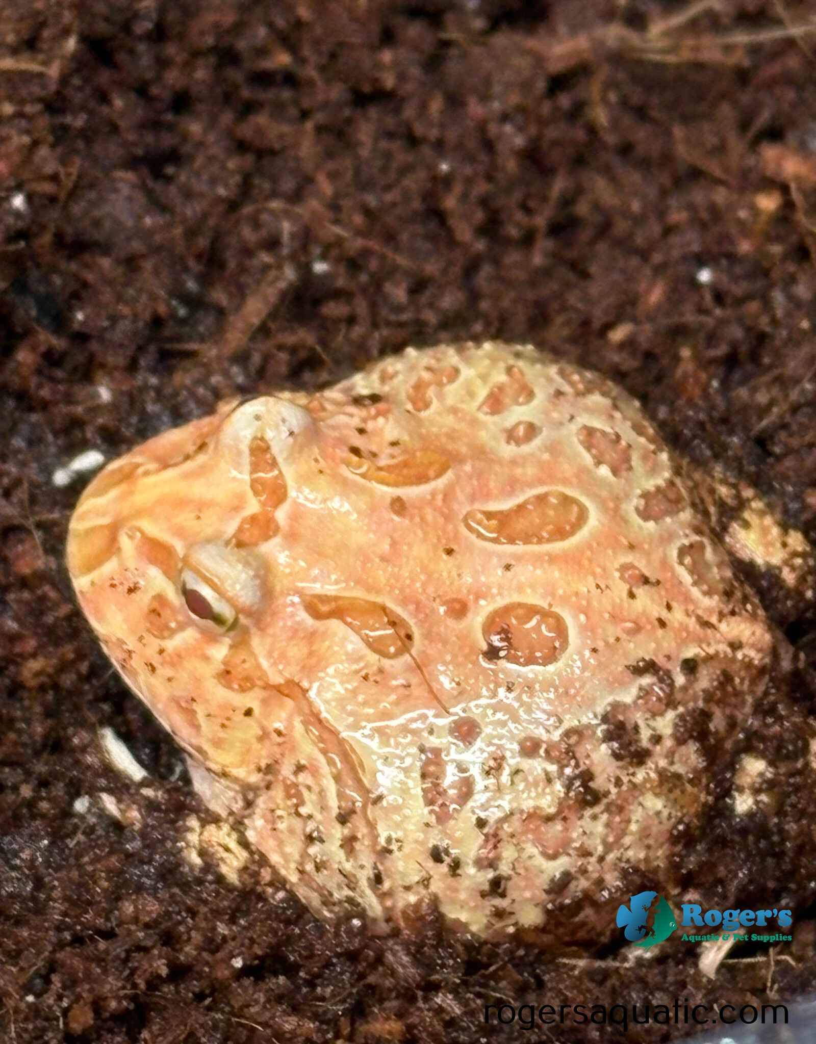 Roger's Aquatics PACMAN FROG - Ceratophrys cranwelli - Strawberry