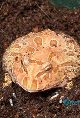 Roger's Aquatics PACMAN FROG - Ceratophrys cranwelli - Strawberry