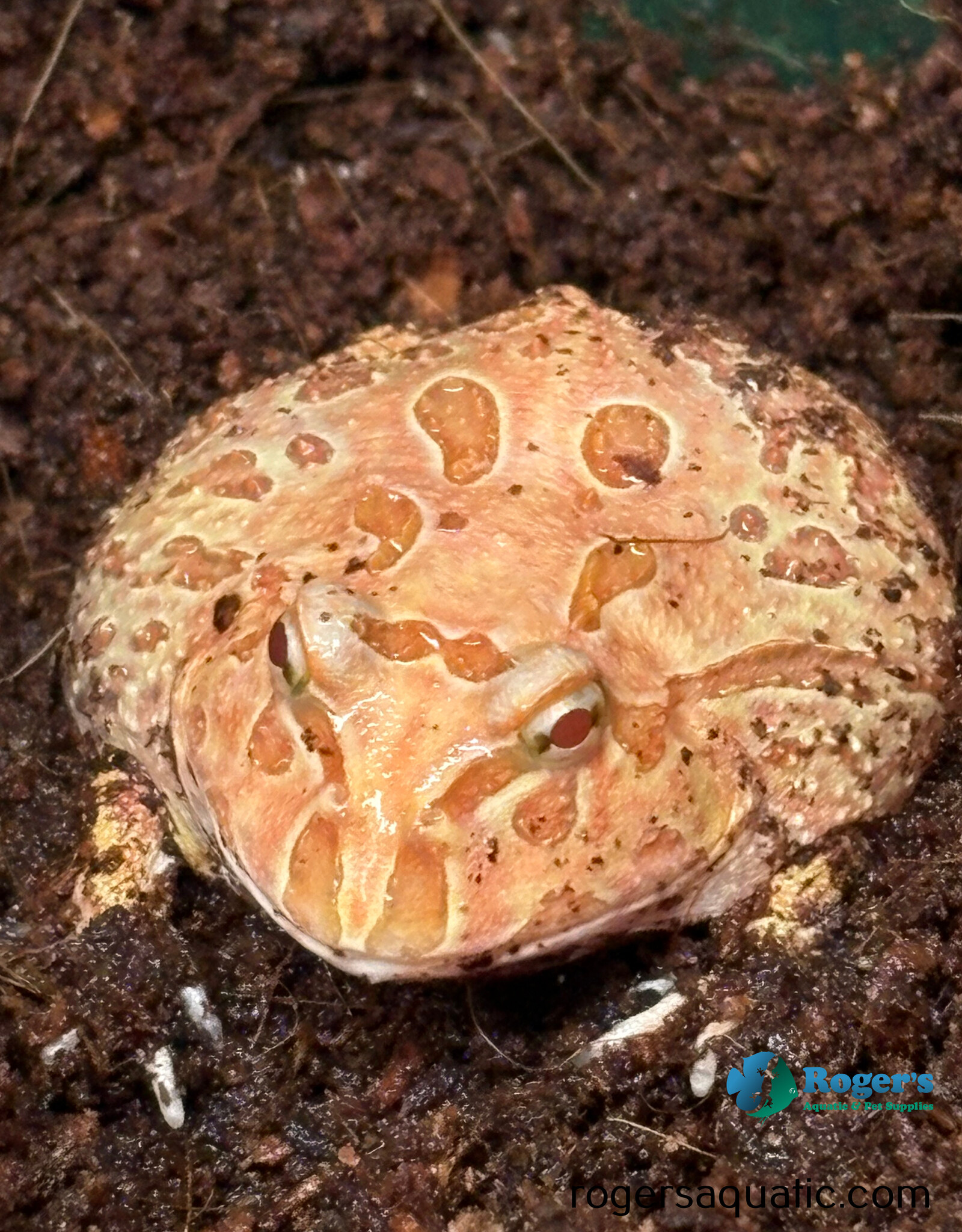 Roger's Aquatics PACMAN FROG - Ceratophrys cranwelli - Strawberry
