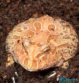 Roger's Aquatics PACMAN FROG - Ceratophrys cranwelli - Strawberry