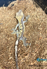 CRESTED GECKO - Harlequin Hatched July 2025