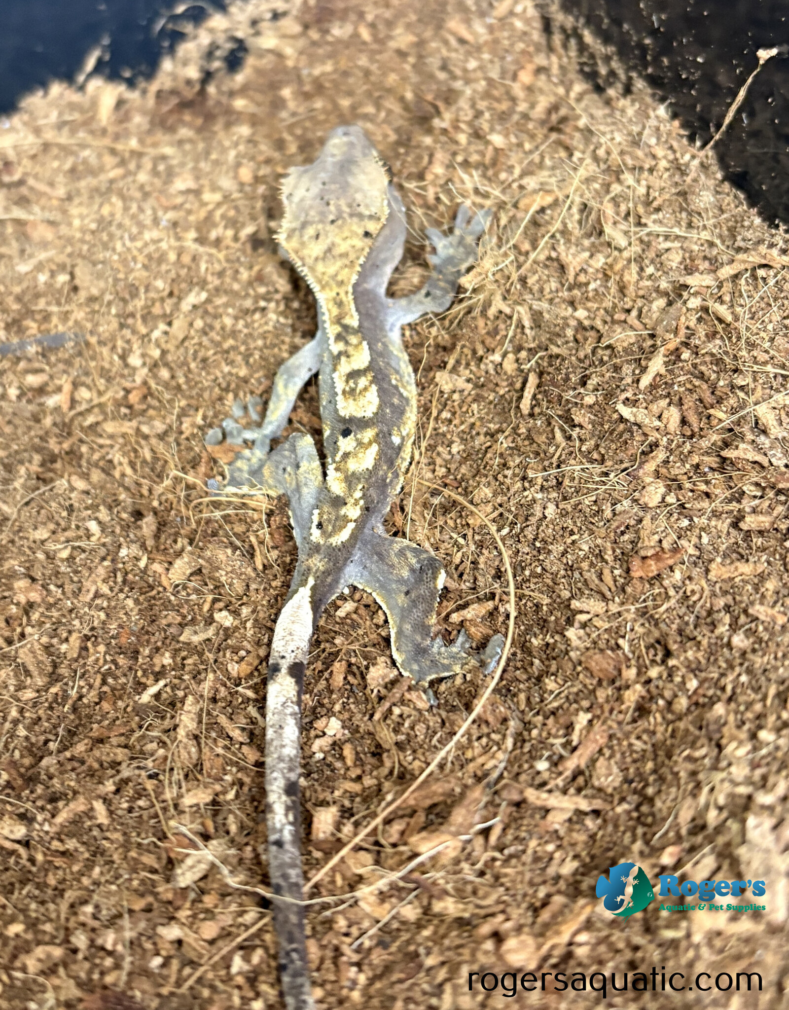 CRESTED GECKO - Harlequin Hatched July 2025