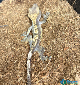 CRESTED GECKO - Harlequin Hatched July 2025