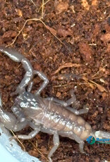 Emperor Scorpion - Pandinus imperator