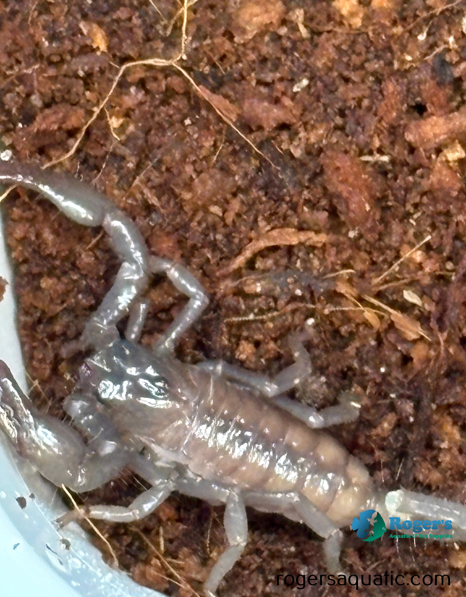 Emperor Scorpion - Pandinus imperator
