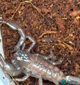 Emperor Scorpion - Pandinus imperator