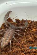 Emperor Scorpion - Pandinus imperator
