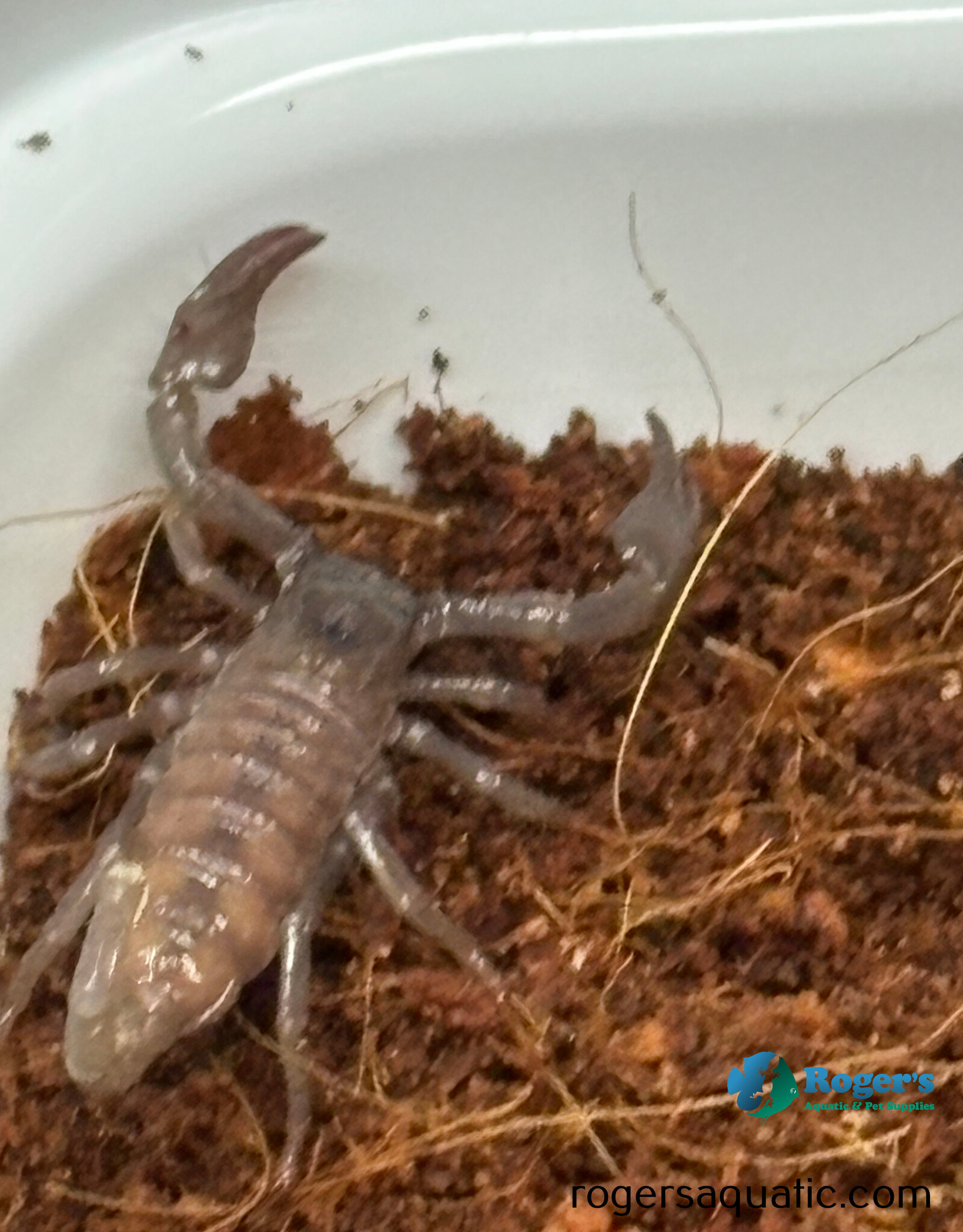Emperor Scorpion - Pandinus imperator