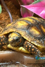 Roger's Aquatics Tortoise Red Foot - Chelonoidis carbonari