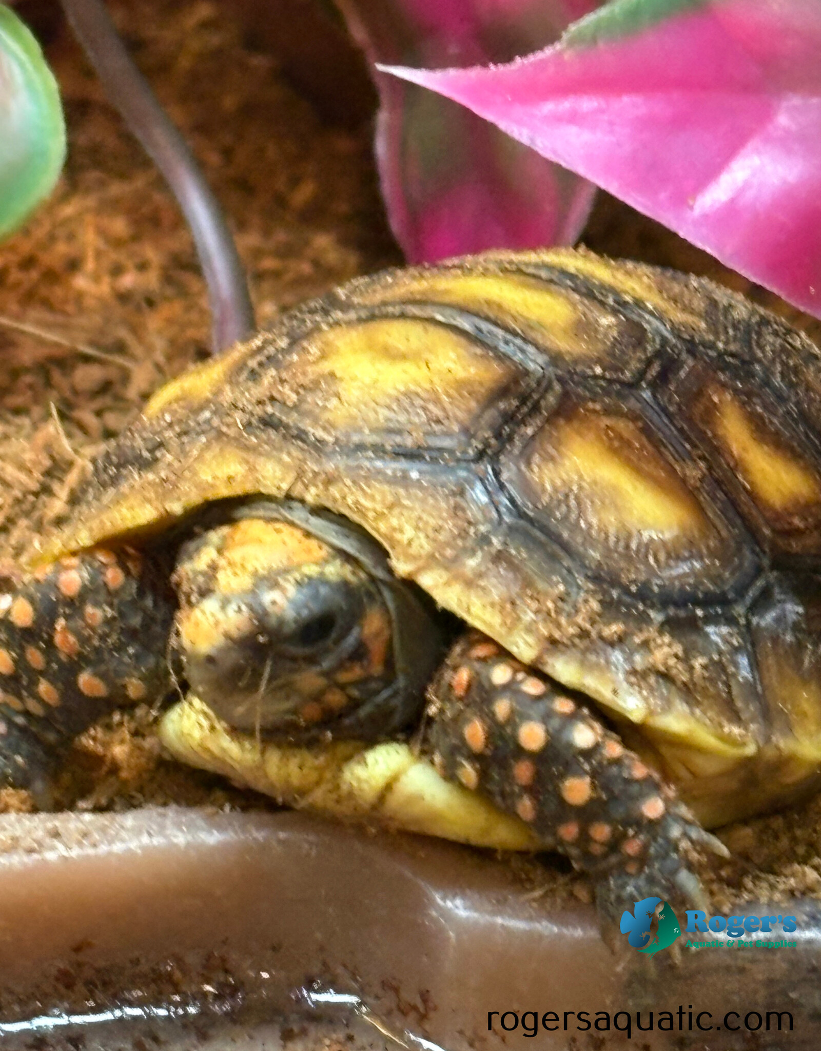 Roger's Aquatics Tortoise Red Foot - Chelonoidis carbonari