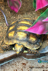 Roger's Aquatics Tortoise Red Foot - Chelonoidis carbonari