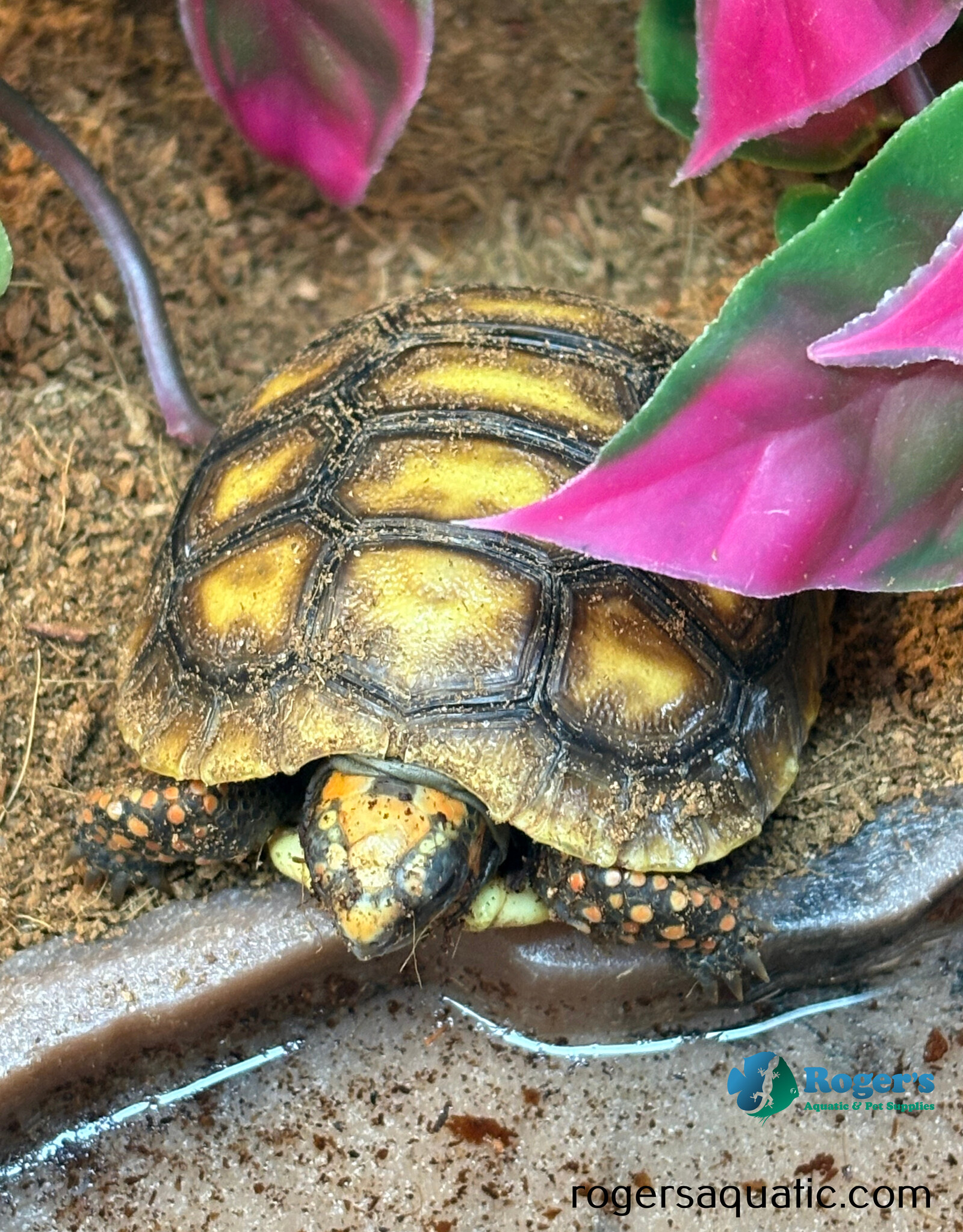 Roger's Aquatics Tortoise Red Foot - Chelonoidis carbonari