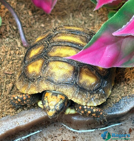 Roger's Aquatics Tortoise Red Foot - Chelonoidis carbonari