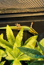 Neon Day Gecko - Phelsuma klemmeri