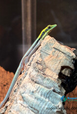 Neon Day Gecko - Phelsuma klemmeri