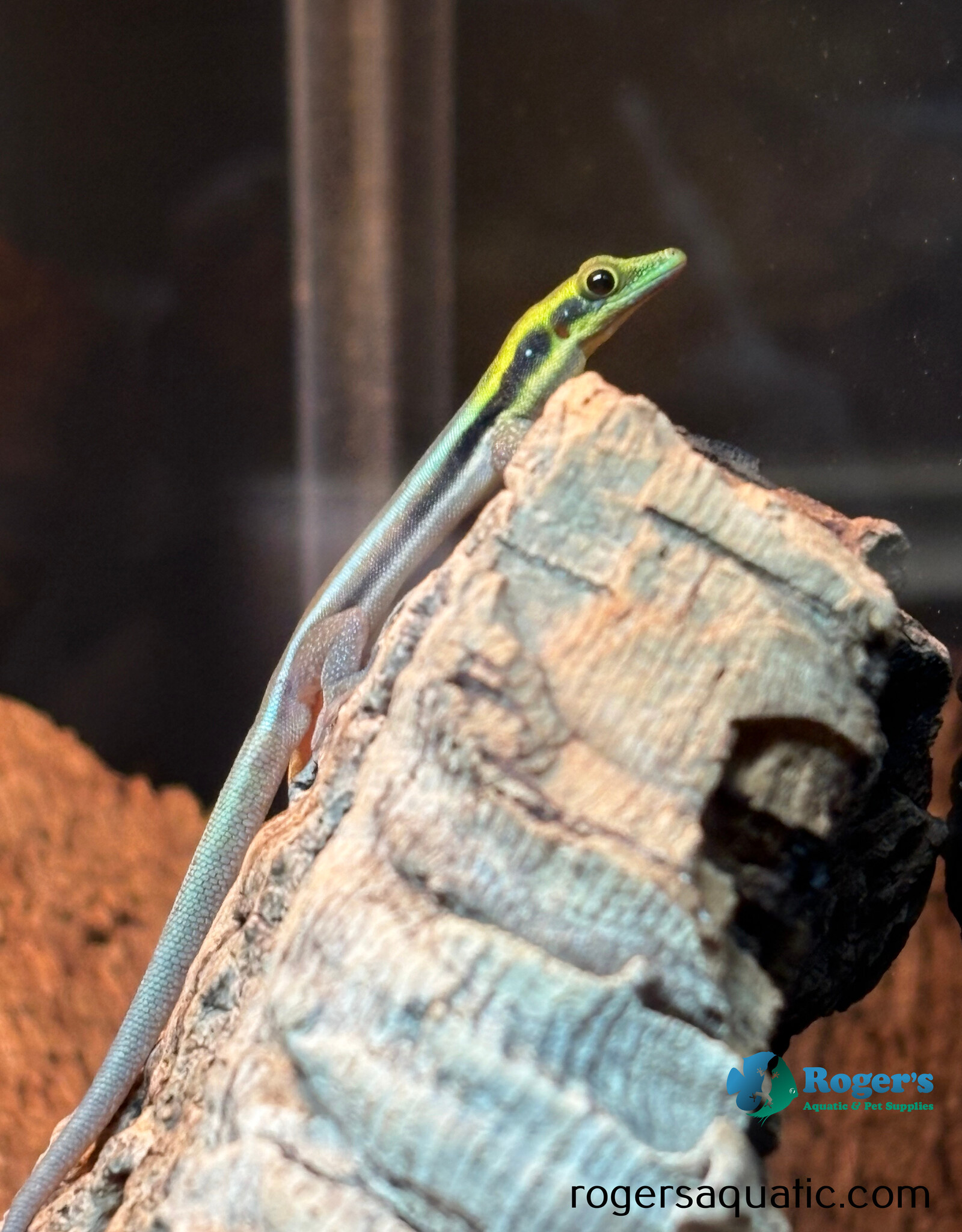Neon Day Gecko - Phelsuma klemmeri