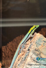Neon Day Gecko - Phelsuma klemmeri