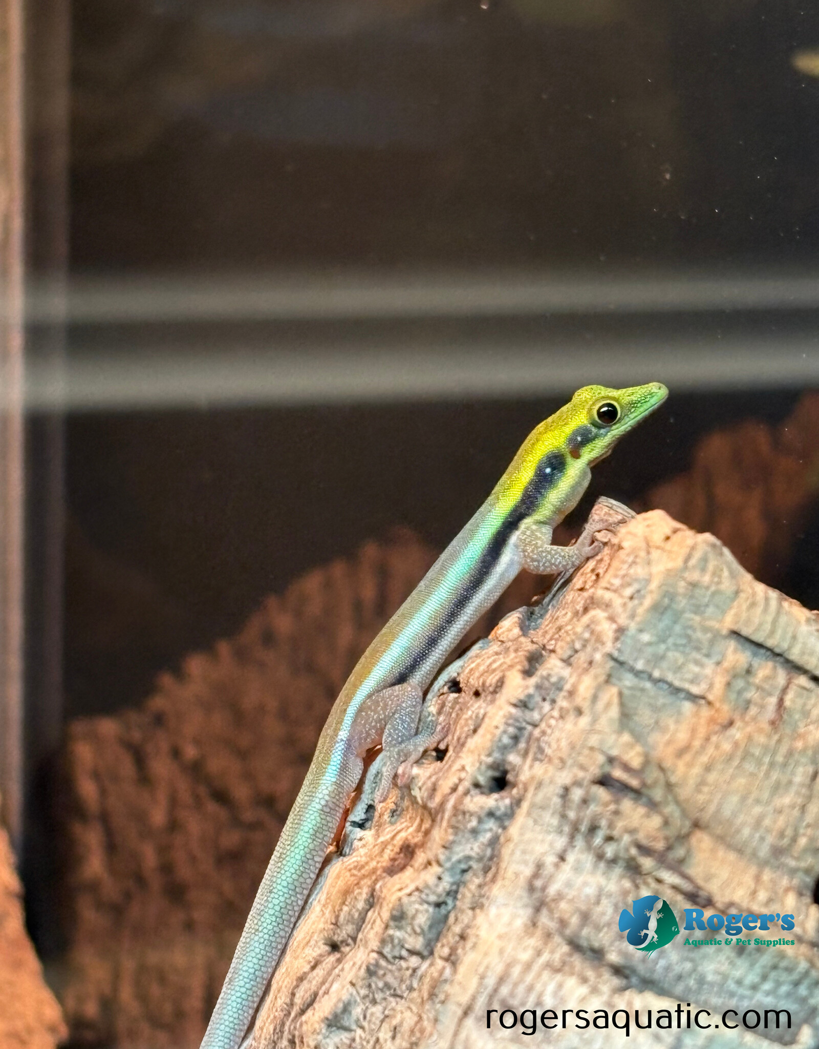Neon Day Gecko - Phelsuma klemmeri