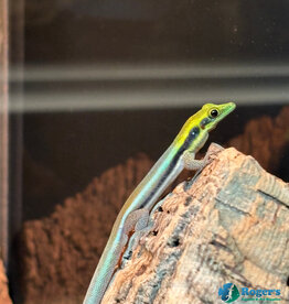 Neon Day Gecko - Phelsuma klemmeri
