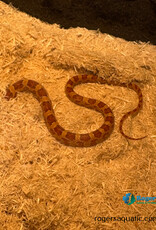 CORN SNAKE - Normal Male - Hatched - May 2025