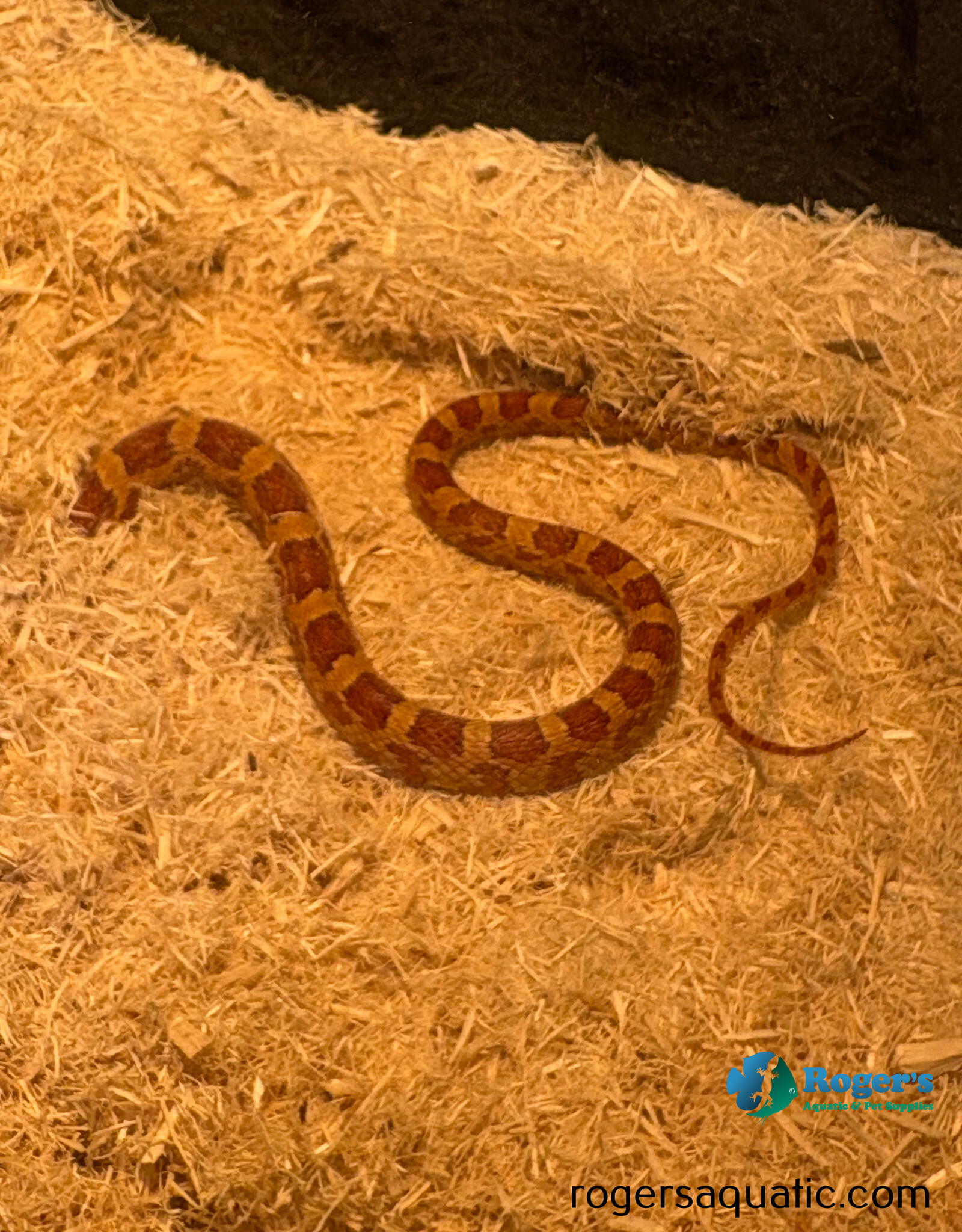 CORN SNAKE - Normal Male - Hatched - May 2025