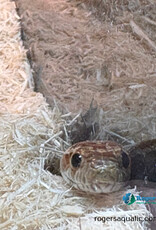 CORN SNAKE - Normal Male - Hatched - May 2025