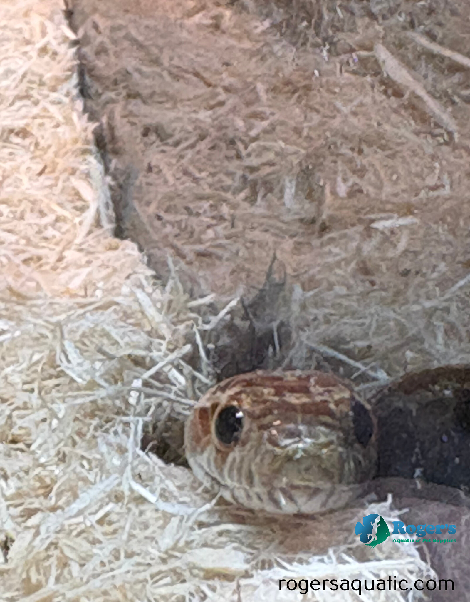 CORN SNAKE - Normal Male - Hatched - May 2025