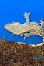 CRESTED GECKO - Harlequin w/dalmation spots - Hatched July 19, 2026