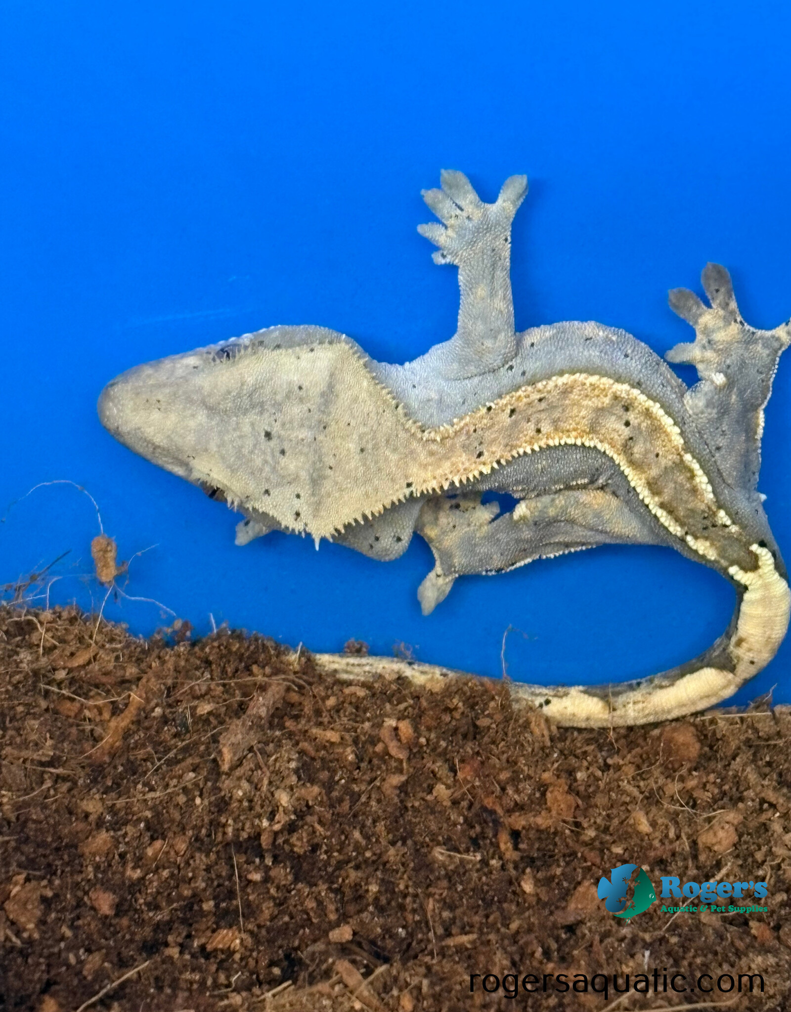 CRESTED GECKO - Harlequin w/dalmation spots - Hatched July 19, 2026
