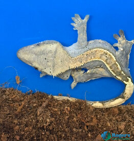 CRESTED GECKO - Harlequin w/dalmation spots - Hatched July 19, 2025