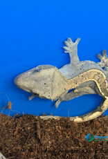 CRESTED GECKO - Harlequin w/dalmation spots - Hatched July 19, 2026