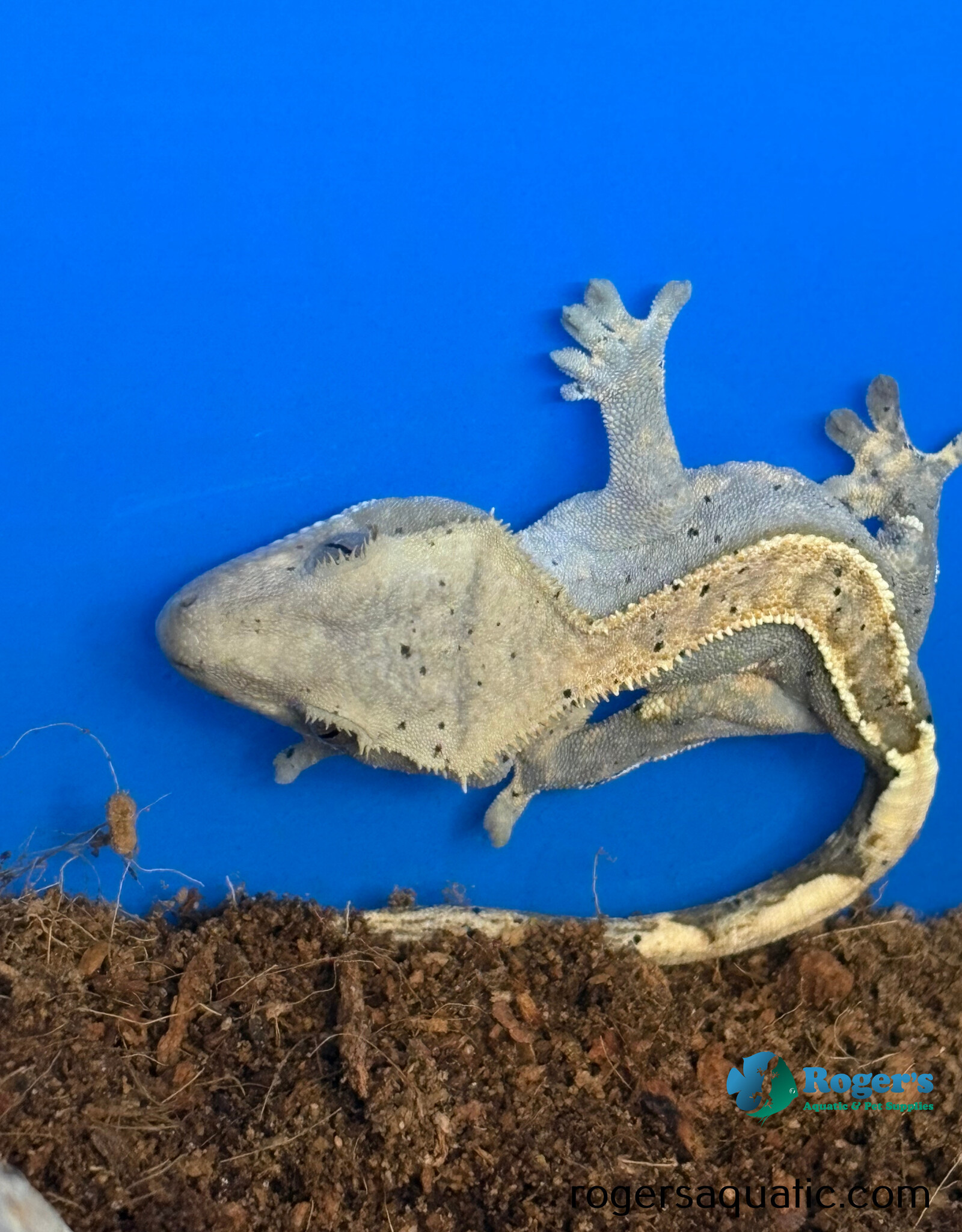 CRESTED GECKO - Harlequin w/dalmation spots - Hatched July 19, 2026