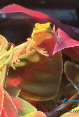 Neon Day Gecko - Phelsuma klemmeri