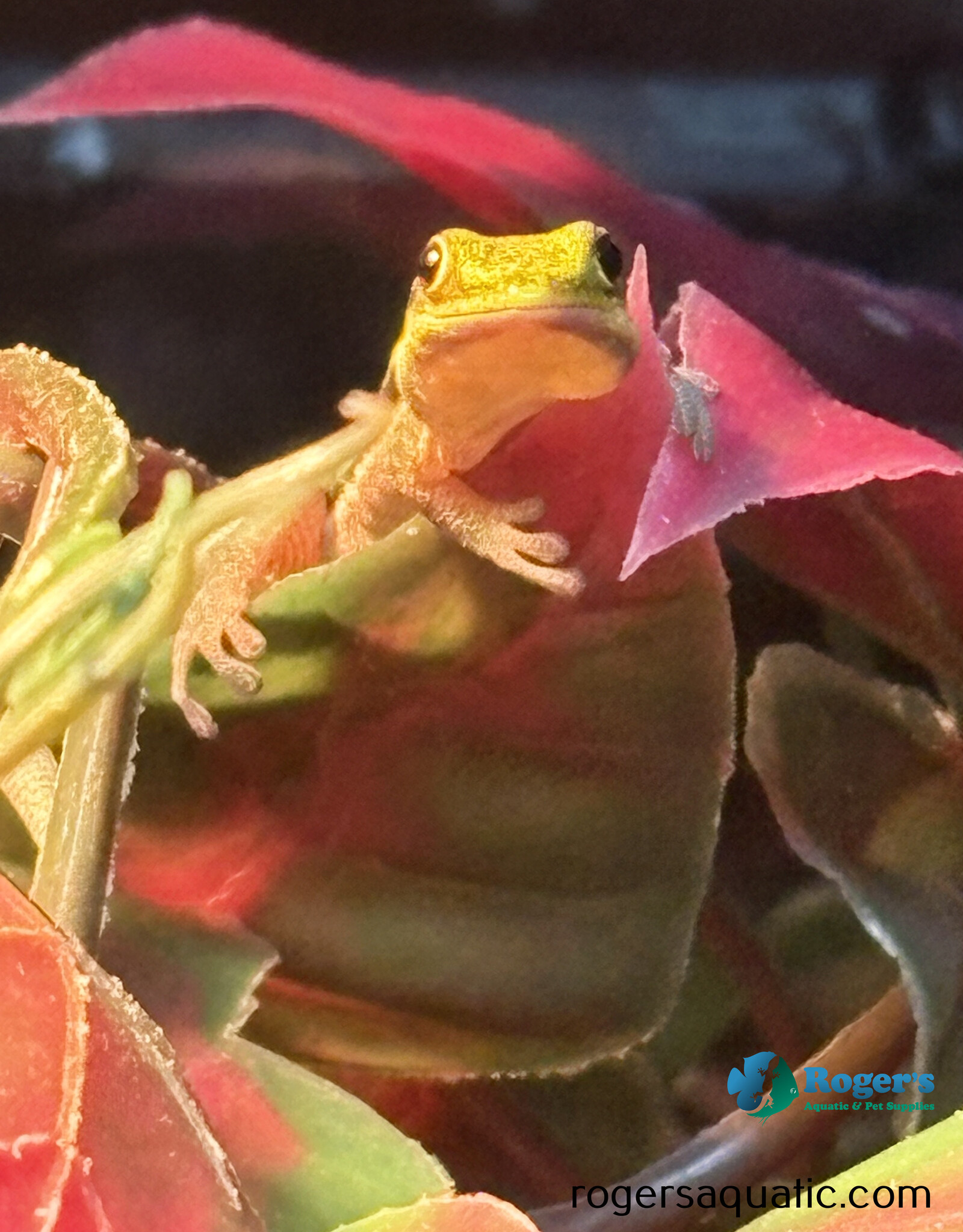 Neon Day Gecko - Phelsuma klemmeri