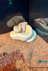 BP - Super Pastel Banana - Male Hatched 2024