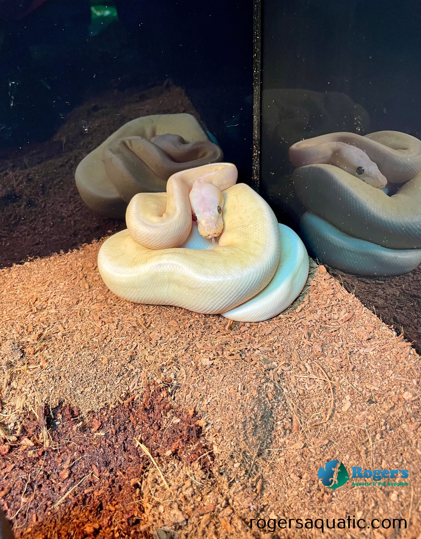BP - Super Pastel Banana - Male Hatched 2024