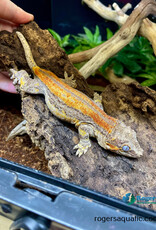 GARGOYLE GECKO - Orange Striped- Male -Hatched 2023