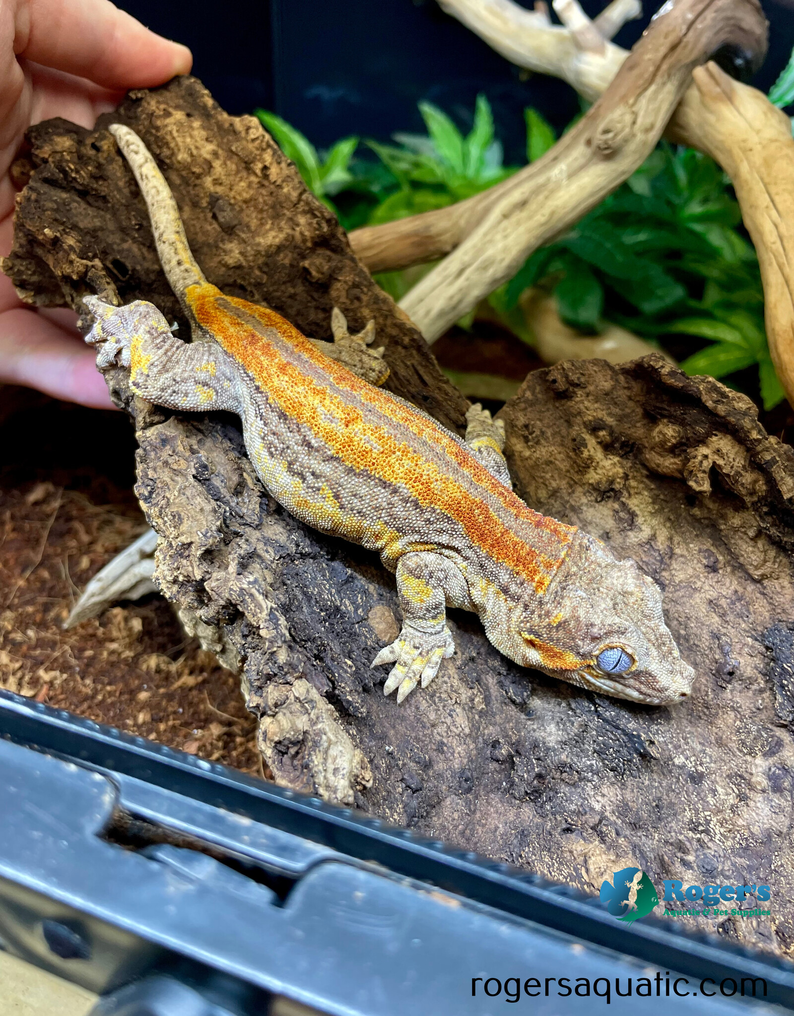 GARGOYLE GECKO - Orange Striped- Male -Hatched 2023