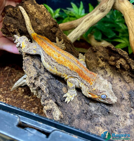 GARGOYLE GECKO - Orange Striped- Male -Hatched 2023