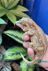 GARGOYLE GECKO - Red Splotched- Female Hatched 2023