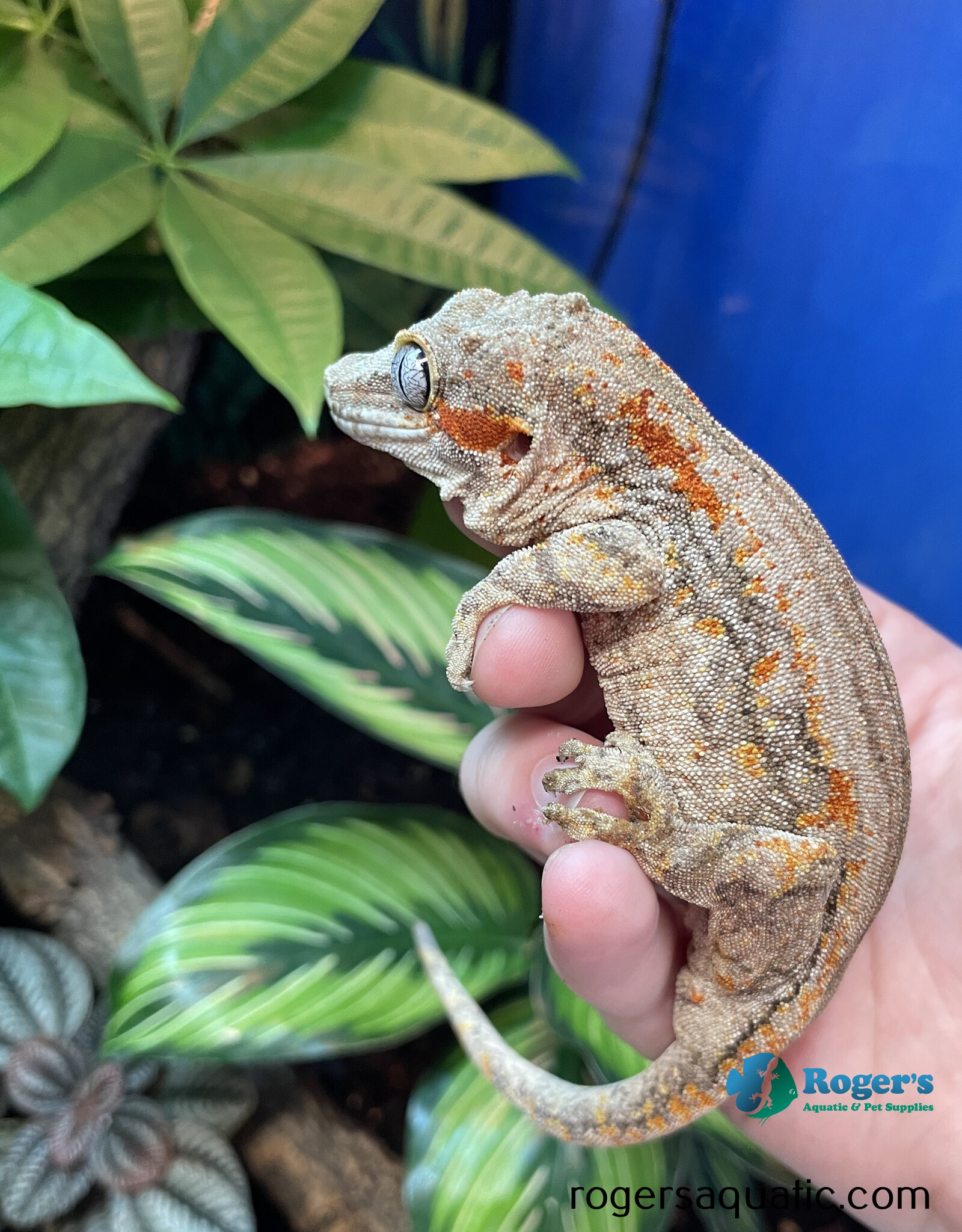 GARGOYLE GECKO - Red Splotched- Female Hatched 2023