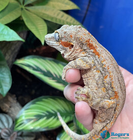 GARGOYLE GECKO - Red Splotched- Female Hatched 2023