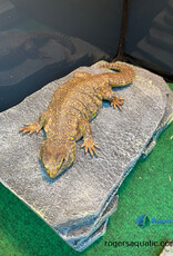 SAHARAN UROMASTYX - Female