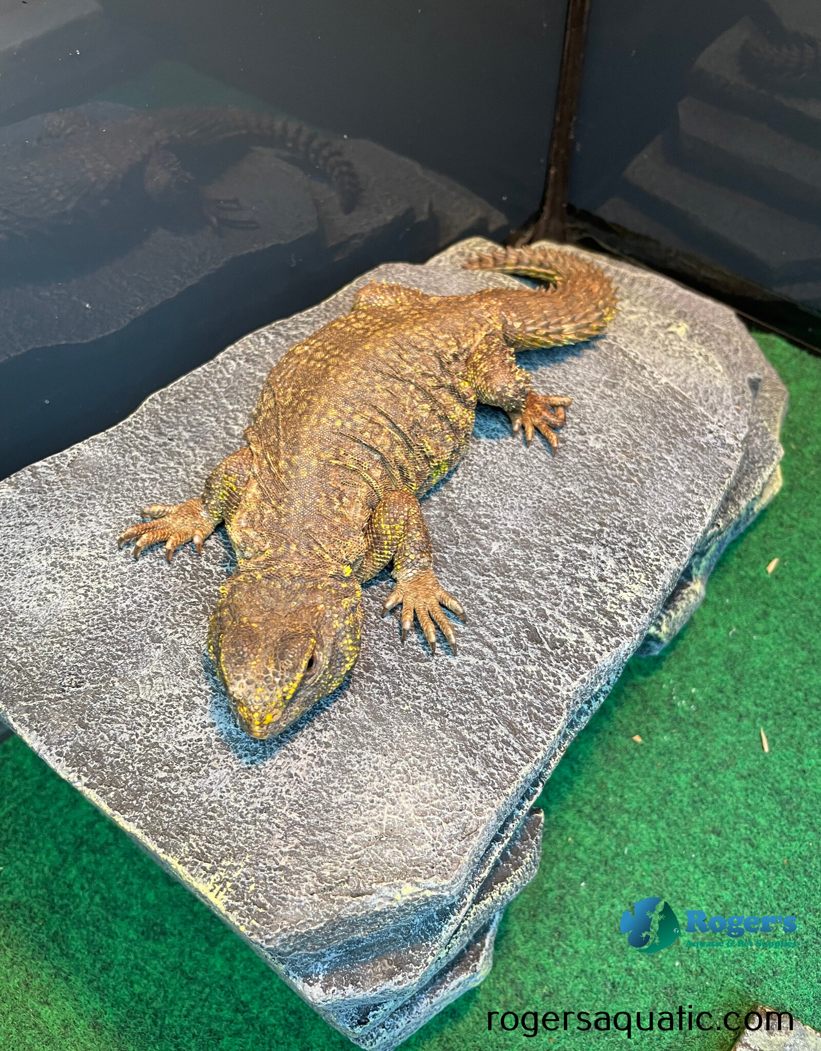 SAHARAN UROMASTYX - Female