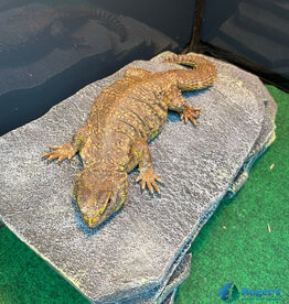 SAHARAN UROMASTYX - Female